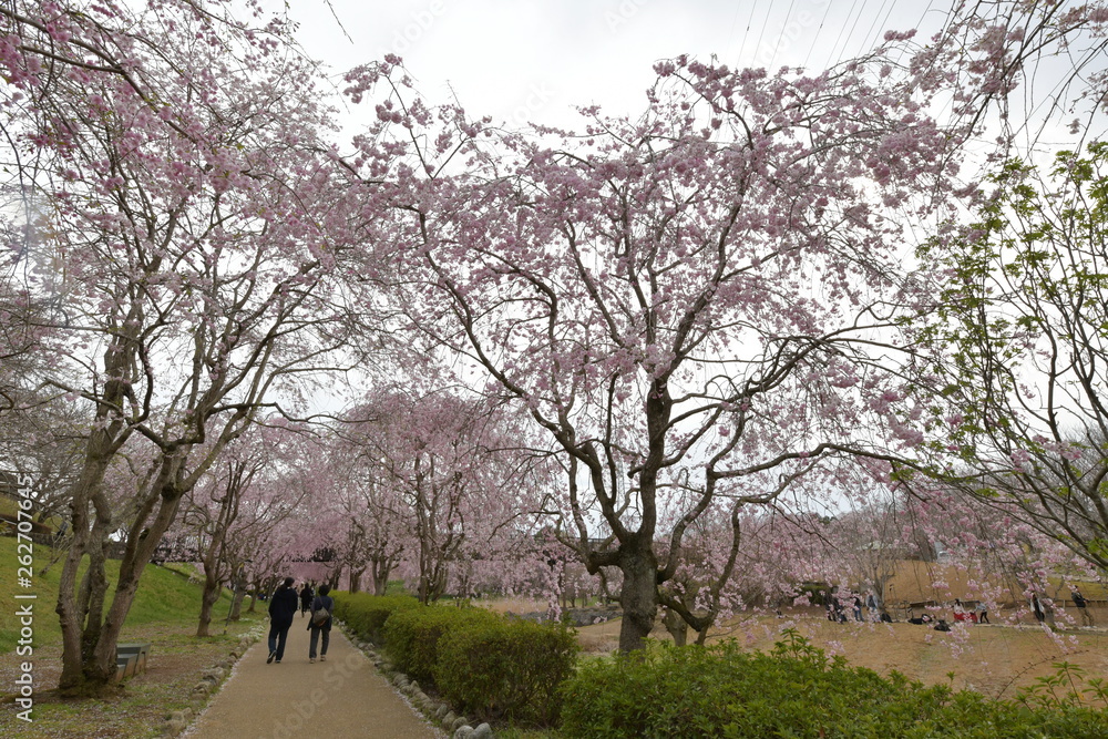 枝垂れ桜咲く風土記の丘 Stock Photo | Adobe Stock