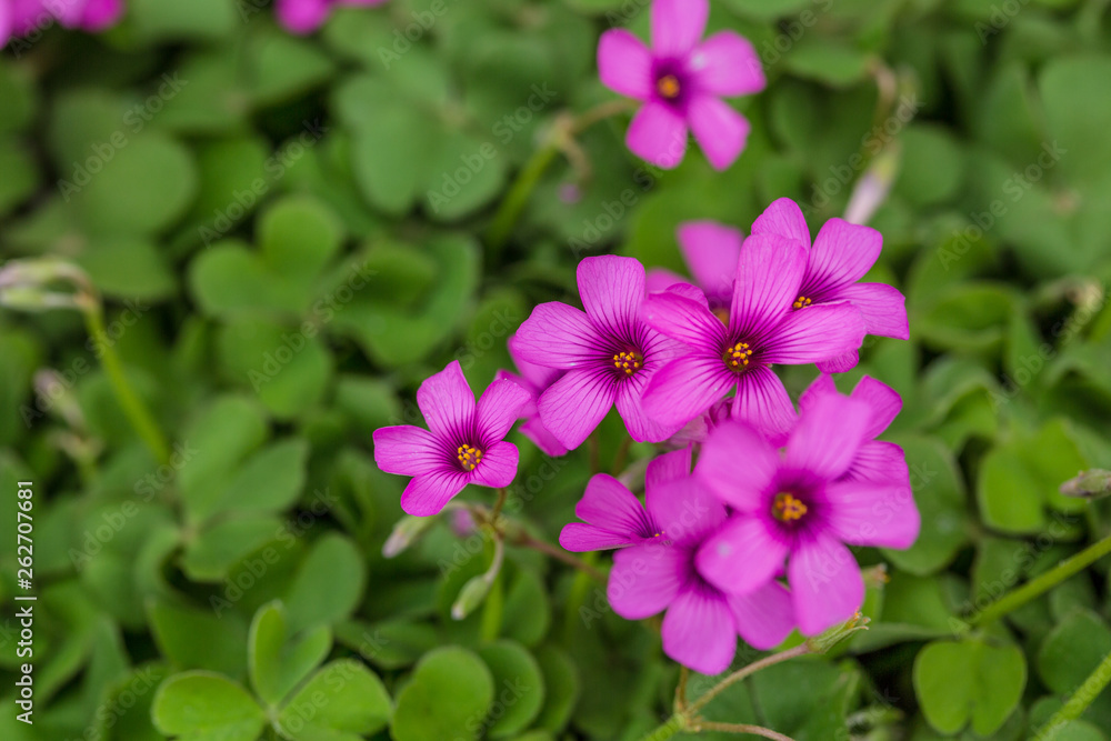 Purple sunflower, green leaves ,Oxalis articulata Purple sunflower, green leaves ,Oxalis articulata