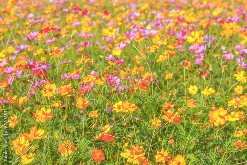 Colorful cosmos flowers blooming in the garden © prapann