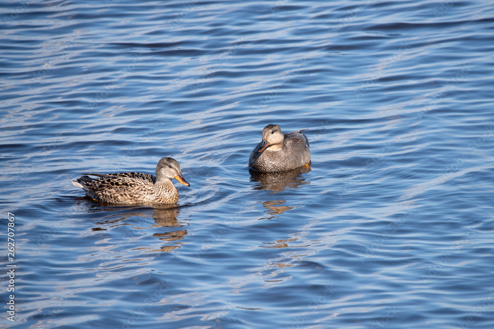 Gadwall in the weerribben big reedfields in the Netherlands Gadwall in the weerribben big reedfields in the Netherlands
