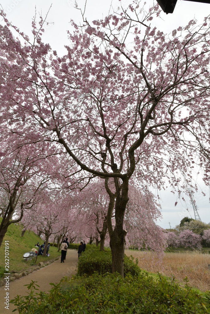 枝垂れ桜咲く風土記の丘