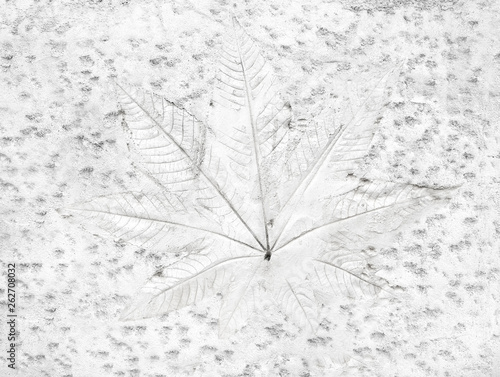 Tree leaf of tropical plant in printed on concrete surface for background