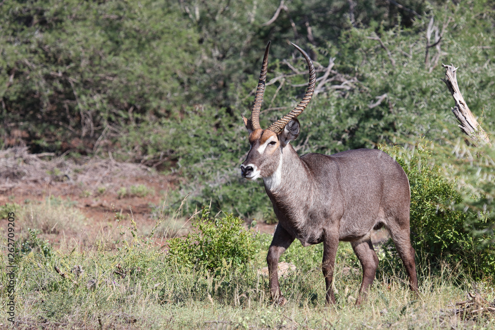 Wasserbock / Waterbuck / Kobus ellipsiprymnus Wasserbock / Waterbuck / Kobus ellipsiprymnus