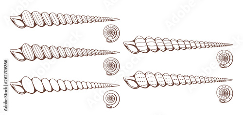 Set of monochrome seashells on an isolated white background.