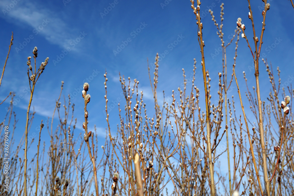 willow branches in the bushes willow branches in the bushes