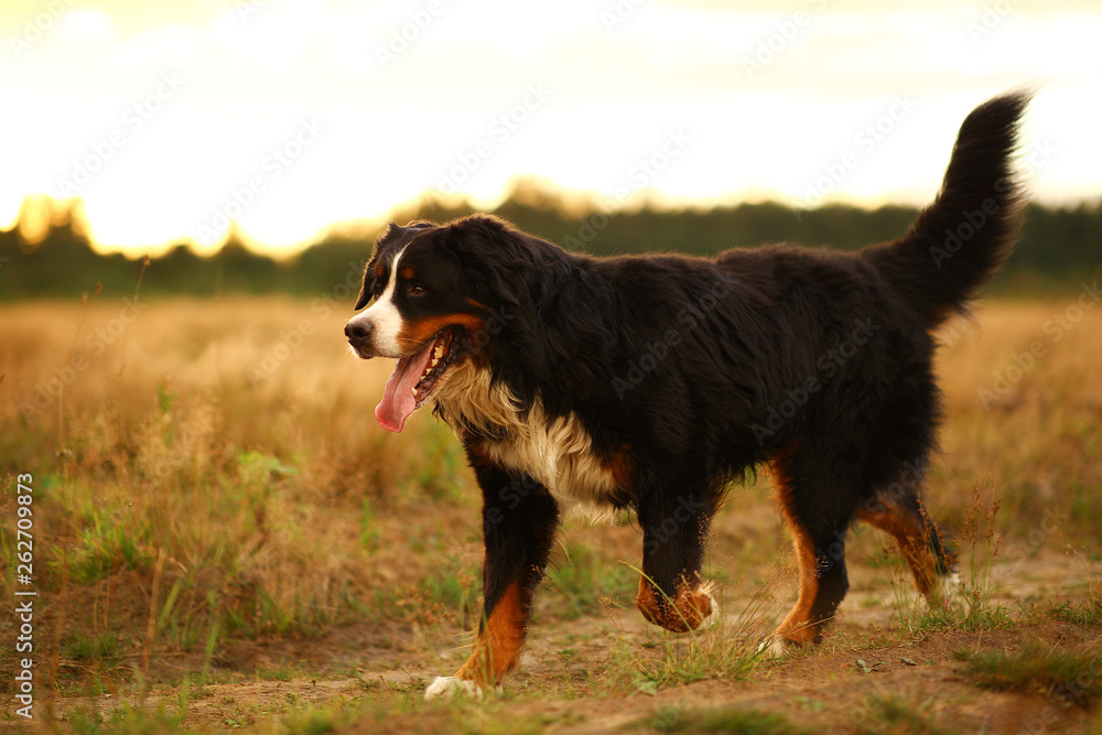 Fototapeta premium Side view at Bernese mountain dog on a walk in the yellow field