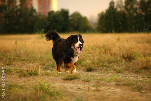 Side view at Bernese mountain dog on a walk in the yellow field