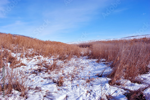 Bright yellow dry reeds on river bank covered with snow, blue sky background