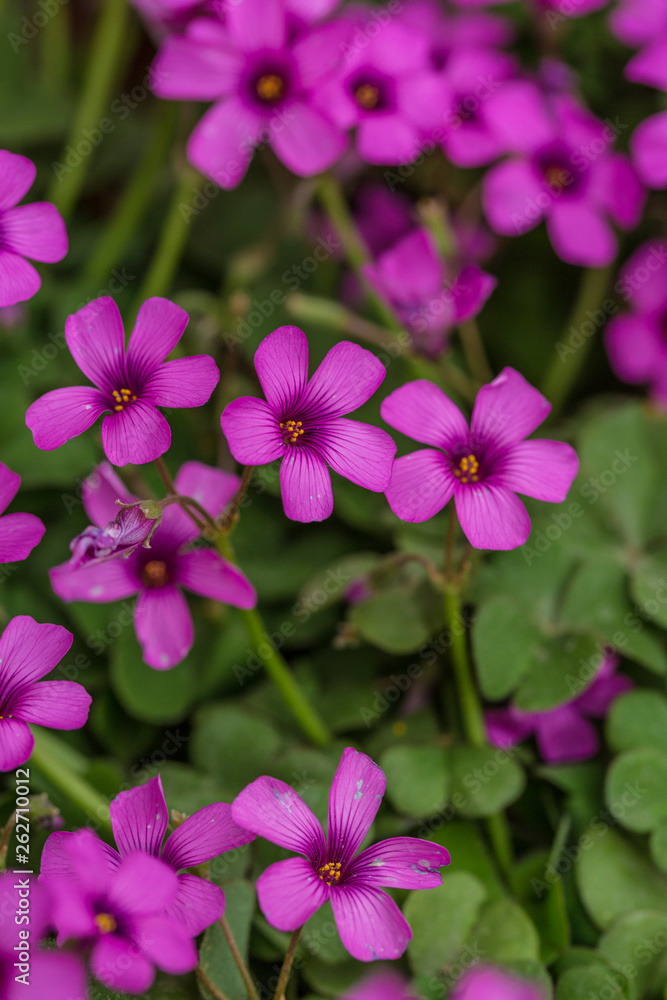 Purple sunflower, green leaves ,Oxalis articulata Purple sunflower, green leaves ,Oxalis articulata
