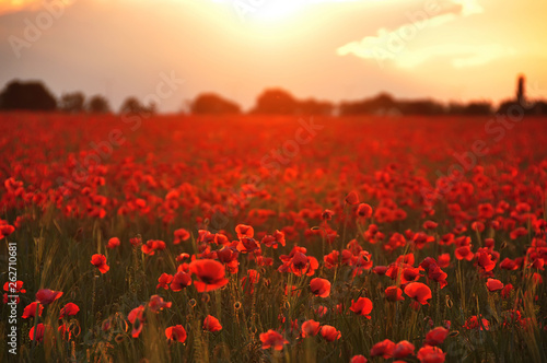 Beautiful field of flowering scarlet poppies stretching to the horizon. Selective soft focus. © Ann Stryzhekin
