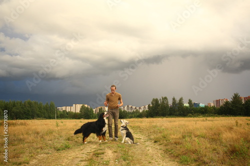 young man walking with two dogs Bernese Mountain Dog and shepherd dogon the summer field © Alexandr