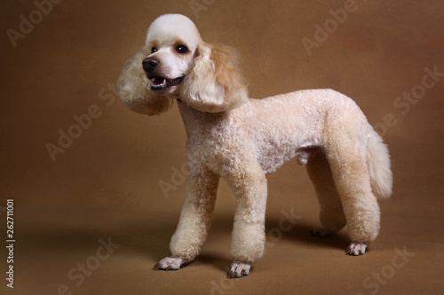 Studio shot of miniature poodle dog on brown background