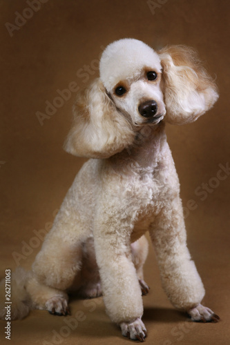 Studio shot of miniature poodle dog on brown background © Alexandr