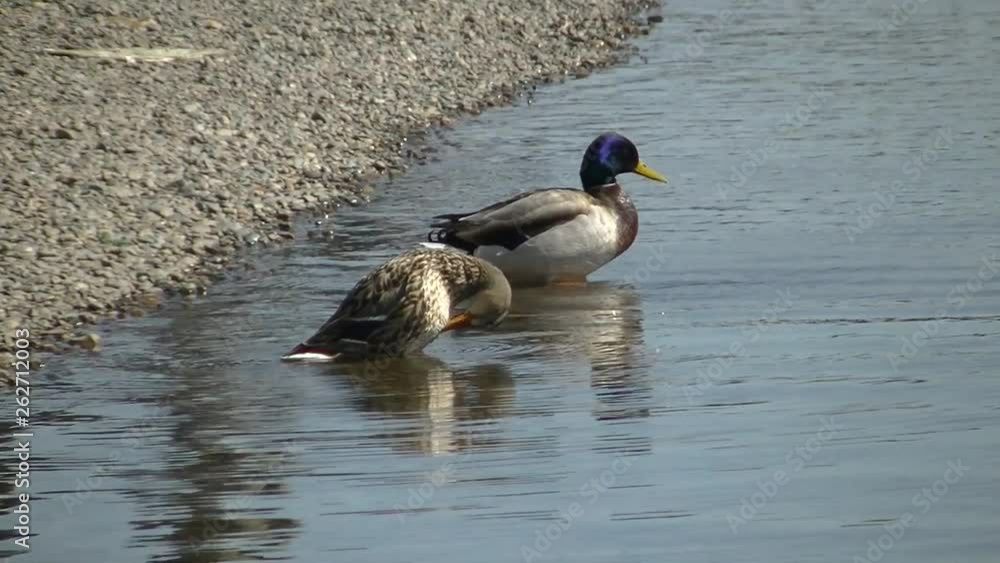 Ducks in the river near the stony shore. Ducks clean feathers and swim. Ducks in the river near the stony shore. Ducks clean feathers and swim.