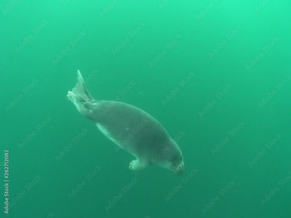 Baikal seal pup under the ice of lake Baikal