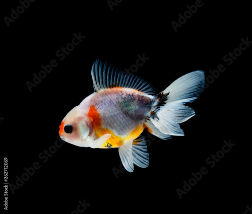 goldfish isolated on a dark black background © freedom_naruk