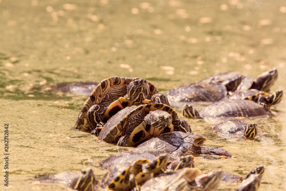 Water turtles (Trachemys scripta elegans) basks in the sun close-up Water turtles (Trachemys scripta elegans) basks in the sun close-up