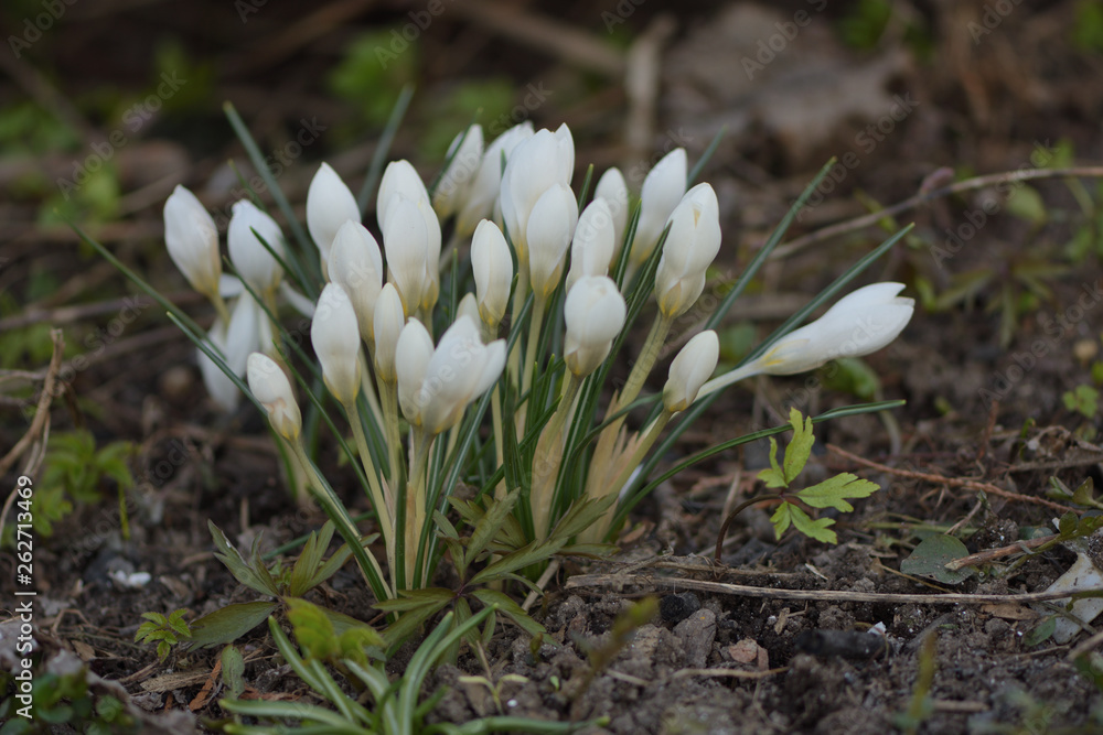 Obraz premium White snowdrops in spring garden close up