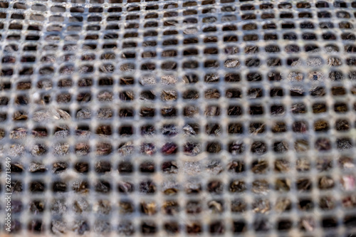 Oyster farming and oyster traps, floating mesh bags by Carrickfinn in County Donegal, Ireland photo