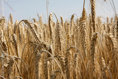 Принти на полотні A rye field