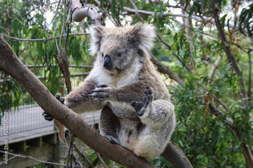 Cute koala bear scratching himself