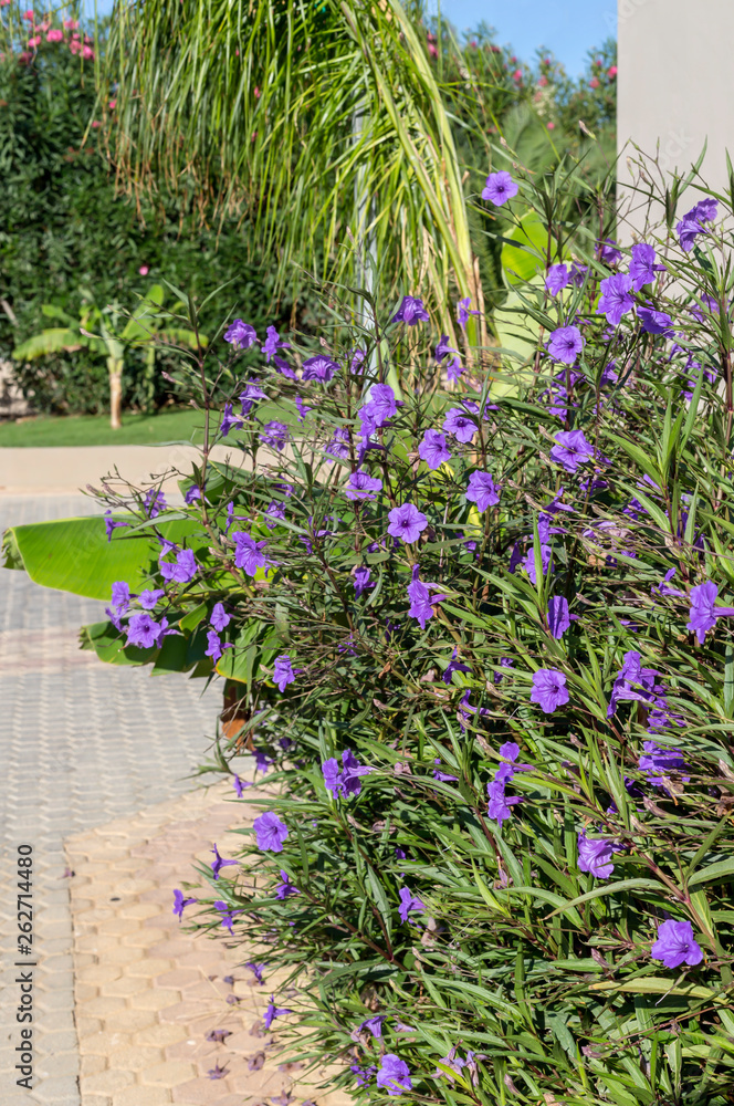 A plant with violet flowers (Ruellia simplex) grows in a flower bed close-up