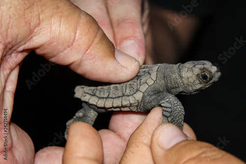 Cute baby loggerhead sea turtle at Mon Repos Beach, Australia