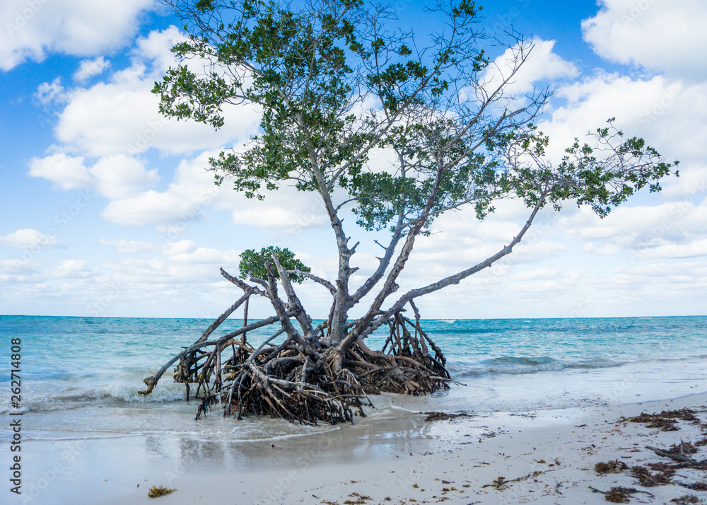 Fototapeta premium tree on the beach