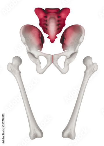 Separate Human Hip and femur bone anterior view red highlight on sacrum and sacroiliac joint pain- Medical illustration- Healthcare- Human Anatomy and Medical Concept- Isolated white background.