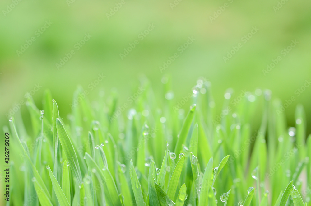 Closeup nature view and abstract Bokeh of green leaf on blurred green background with copy space for text. Closeup nature view and abstract Bokeh of green leaf on blurred green background with copy space for text.