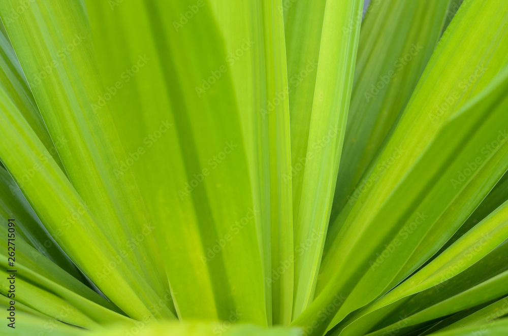 Closeup nature view and abstract Bokeh of green leaf on blurred green background with copy space for text. Closeup nature view and abstract Bokeh of green leaf on blurred green background with copy space for text.