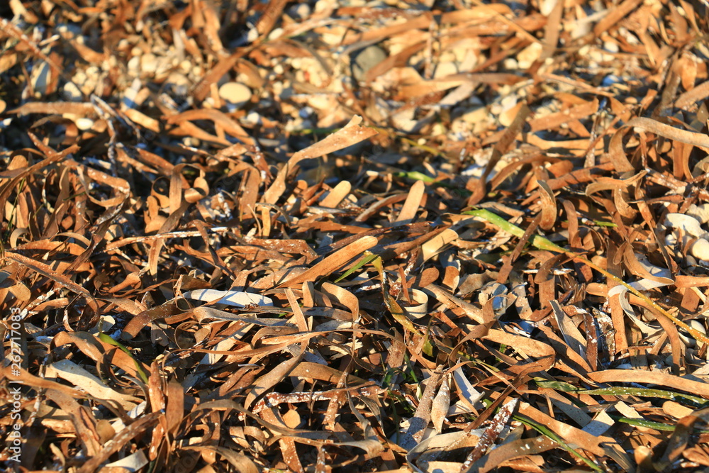 dry sea grass