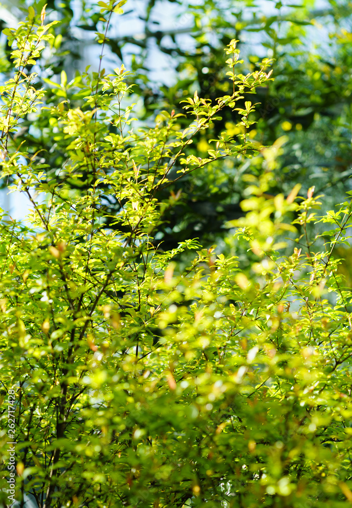 Green leaves texture. Fresh spring tropical leaves background