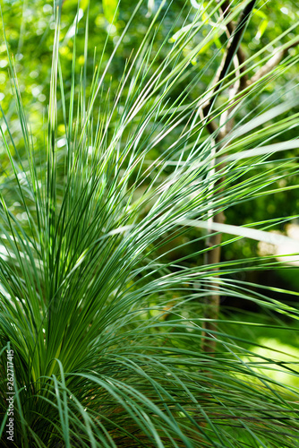 Green leaves texture. Fresh spring tropical leaves background