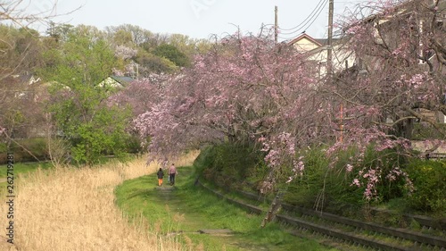 KOGANEI,  TOKYO,  JAPAN - CIRCA APRIL 2019 : CHERRY BLOSSOMS and golden grass in sunset near Musashino park.  Spring season. photo