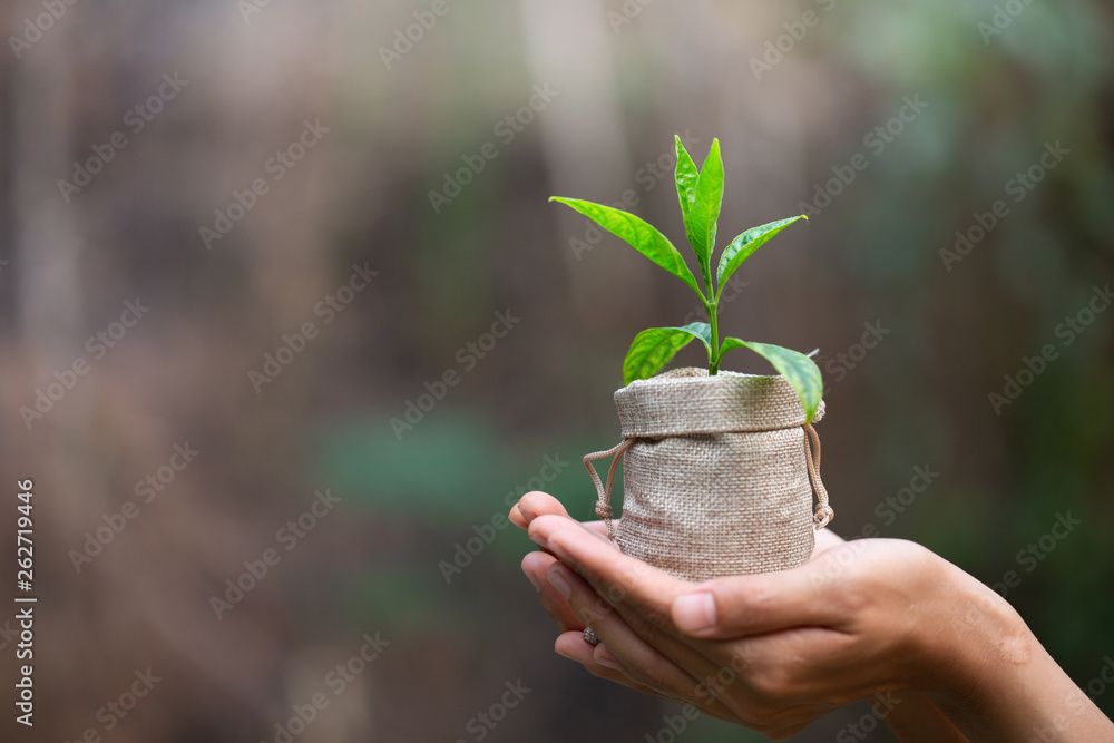 Human hand holding a small seedling, plant a tree, reduce global warming, World Environment Day