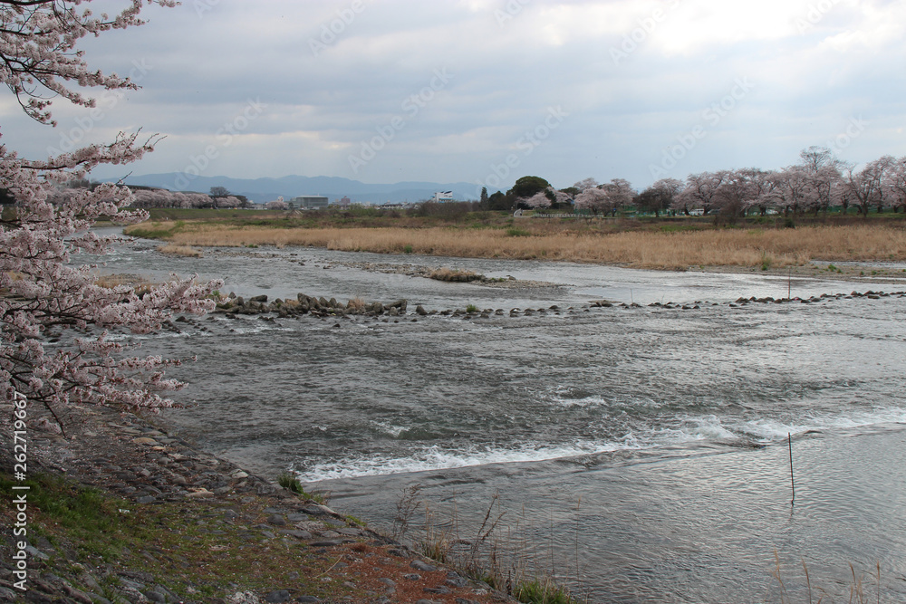 katsura-gawa river in kyoto (japan)