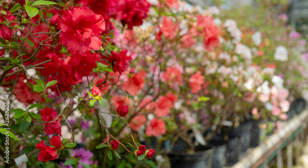 Blooming red rhododendron (azalea), close-up, selective focus, copy space. Blooming red rhododendron (azalea), close-up, selective focus, copy space.