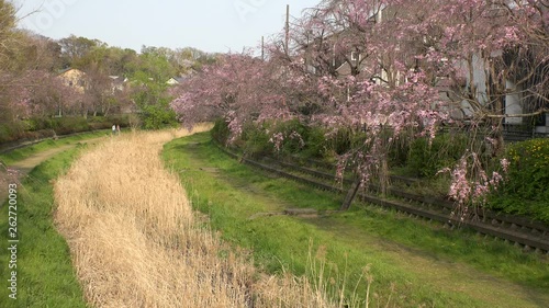 KOGANEI,  TOKYO,  JAPAN - CIRCA APRIL 2019 : CHERRY BLOSSOMS and golden grass in sunset near Musashino park.  Spring season. photo