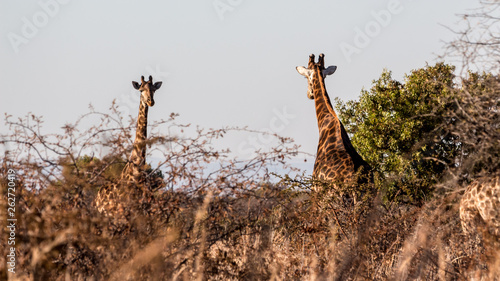 Giraffe at Sondela photo