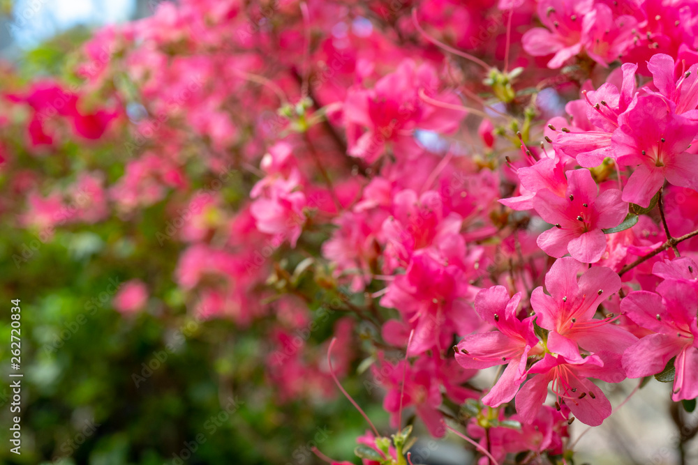 Blooming pink rhododendron (azalea), close-up, selective focus, copy space.
