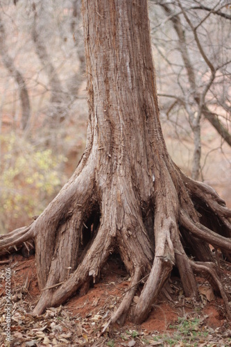 tree and roots in Oklahoma