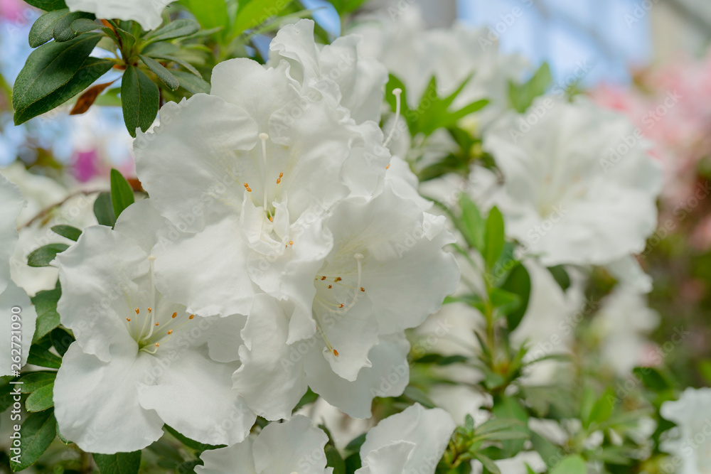 Blooming white rhododendron (azalea), close-up, selective focus, copy space. Blooming white rhododendron (azalea), close-up, selective focus, copy space.