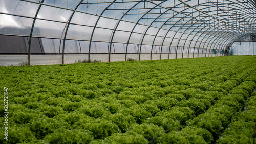 Lines and lines of vegetable plants grow in a covered greenhouse farm.  The plants grow under strict conditions all the year round.