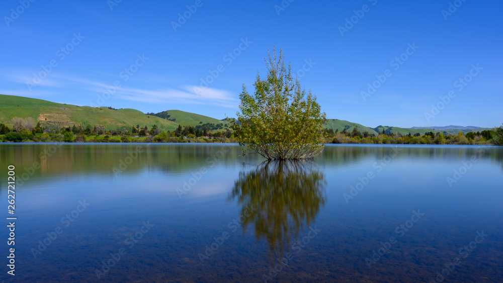 Lonely Tree at a Peaceful Lake Lonely Tree at a Peaceful Lake