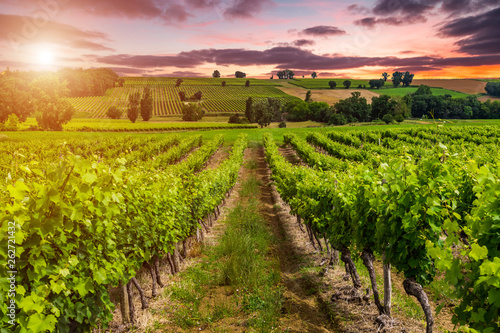 Beautiful vineyard at sunset. Travel around France, Bordeaux photo