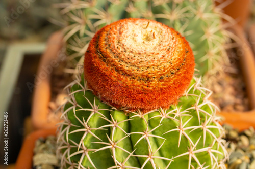 Melocactus matanzanus tropical exotic evergreen cactus with a bright brown red cap in a square pot. photo