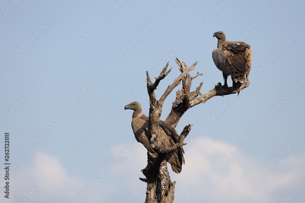 Weißrückengeier / White-backed vulture / Gyps africanus Weißrückengeier / White-backed vulture / Gyps africanus
