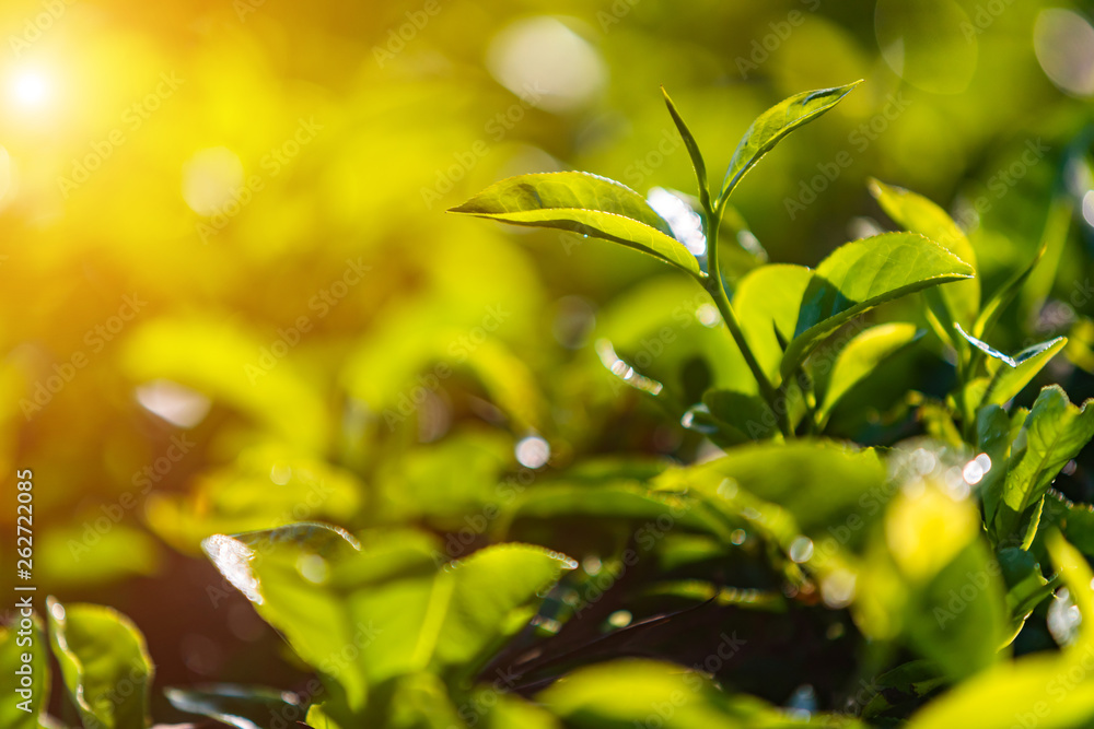 Obraz premium Fresh green tea leaves close up at sunrise