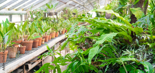 Ornamental tropical plants in the greenhouse.